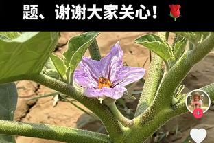 砍瓜切菜！东契奇上半场19投11中爆砍30分5板4助！